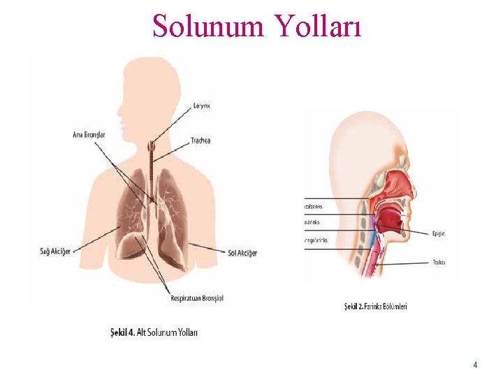 Solunum Yolları 4 