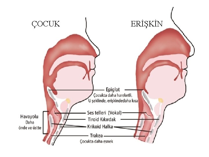 ÇOCUK ERİŞKİN 49 