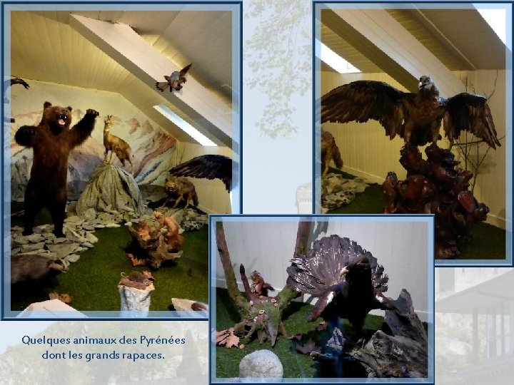 Quelques animaux des Pyrénées dont les grands rapaces. Quelques animaux des Pyrénées dont les grands rapaces.