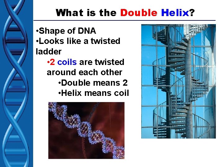 What is the Double Helix? • Shape of DNA • Looks like a twisted