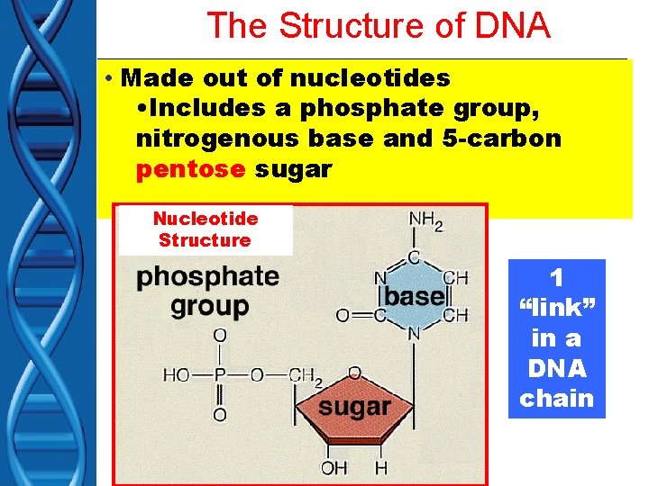 The Structure of DNA • Made out of nucleotides • Includes a phosphate group,