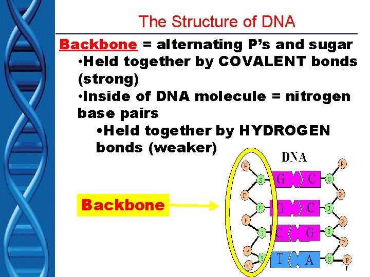 The Structure of DNA Backbone = alternating P’s and sugar • Held together by