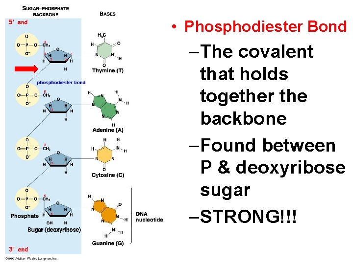  • Phosphodiester Bond –The covalent that holds together the backbone –Found between P