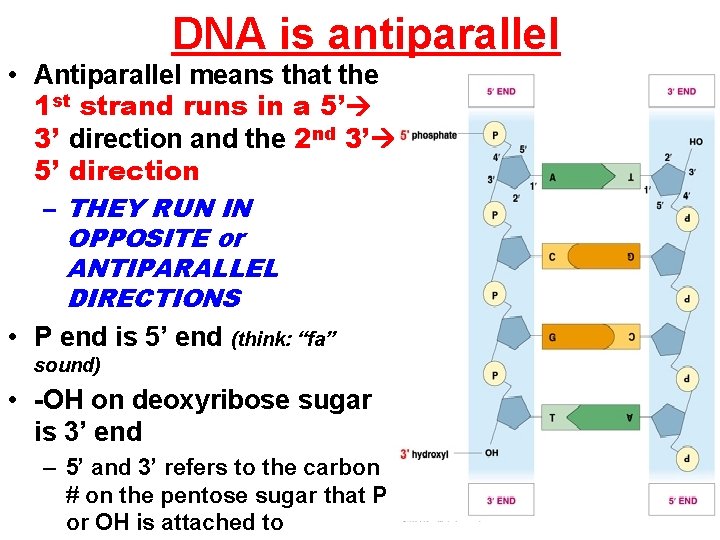 DNA is antiparallel • Antiparallel means that the 1 st strand runs in a