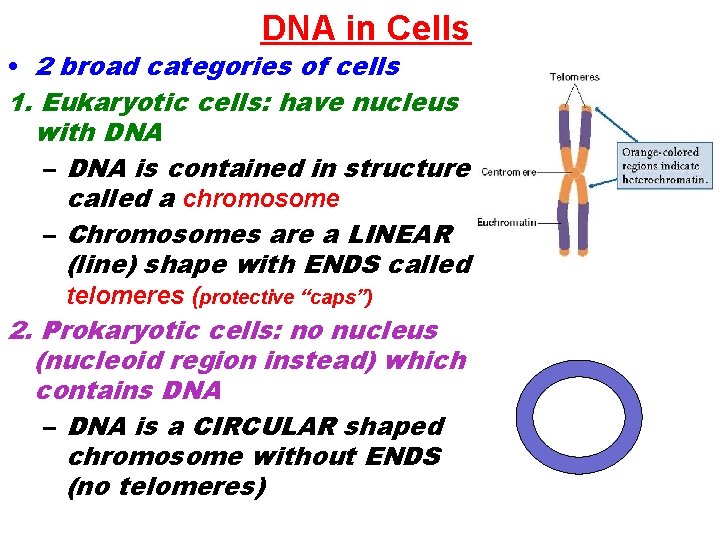 DNA in Cells • 2 broad categories of cells 1. Eukaryotic cells: have nucleus