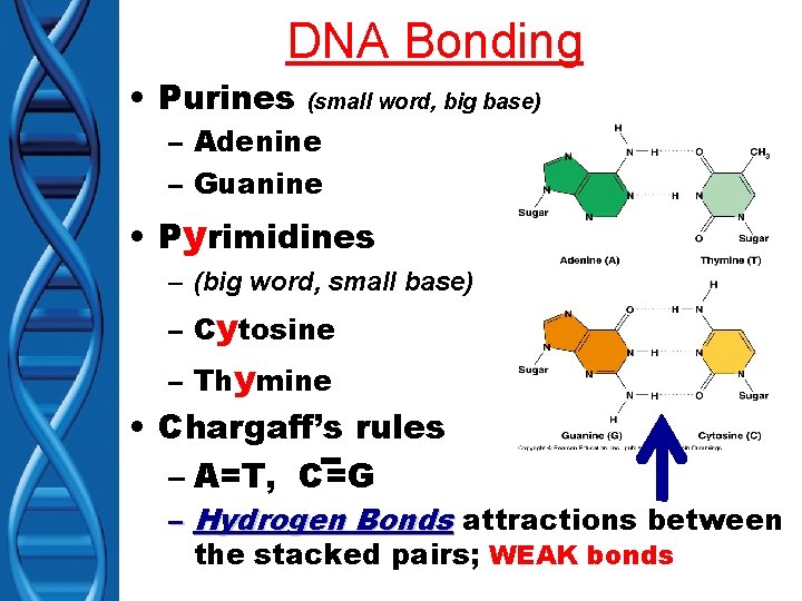 DNA Bonding • Purines (small word, big base) – Adenine – Guanine • Pyrimidines