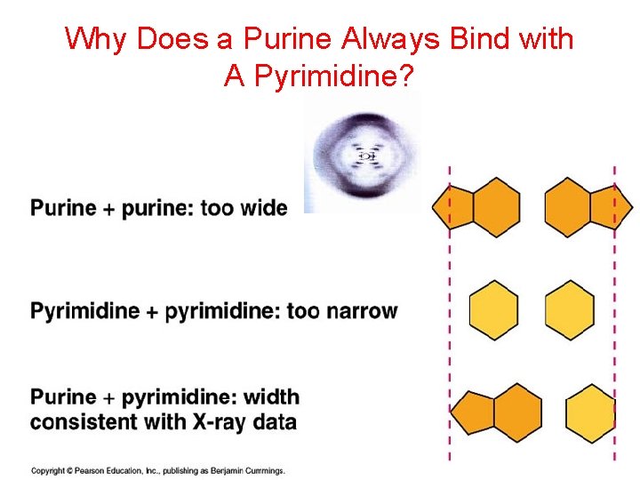 Why Does a Purine Always Bind with A Pyrimidine? 