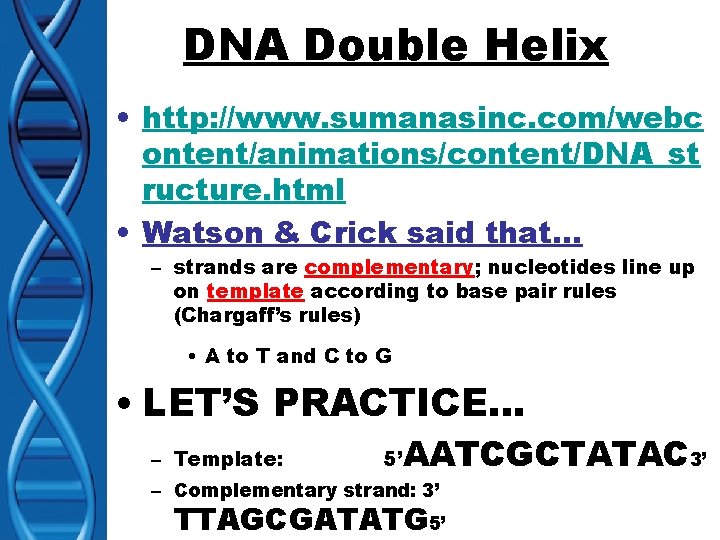 DNA Double Helix • http: //www. sumanasinc. com/webc ontent/animations/content/DNA_st ructure. html • Watson &