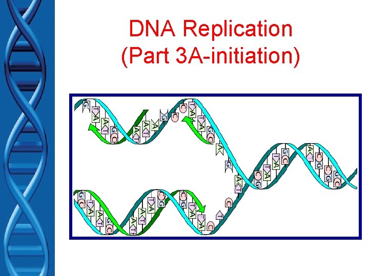 DNA Replication (Part 3 A-initiation) 
