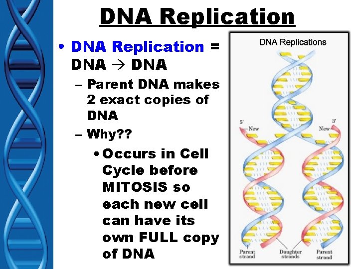DNA Replication • DNA Replication = DNA – Parent DNA makes 2 exact copies