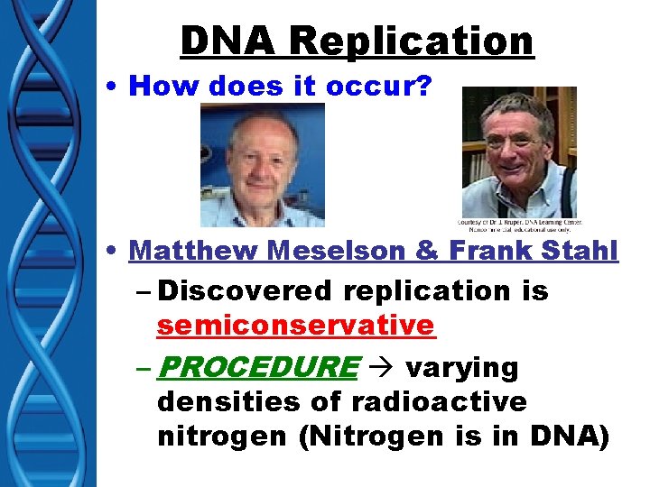 DNA Replication • How does it occur? • Matthew Meselson & Frank Stahl –