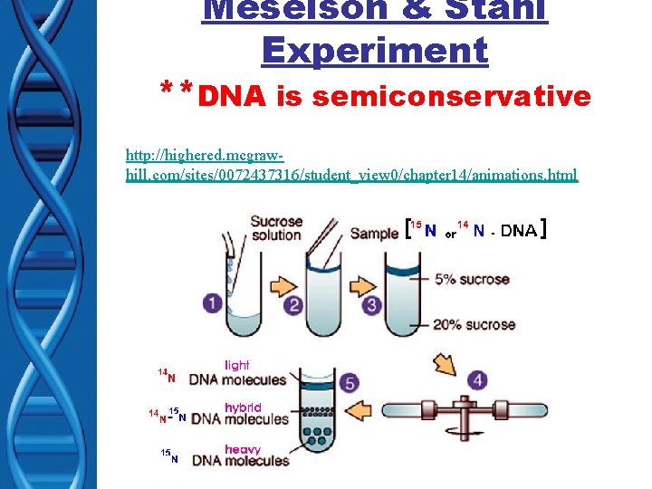 Meselson & Stahl Experiment **DNA is semiconservative http: //highered. mcgrawhill. com/sites/0072437316/student_view 0/chapter 14/animations. html
