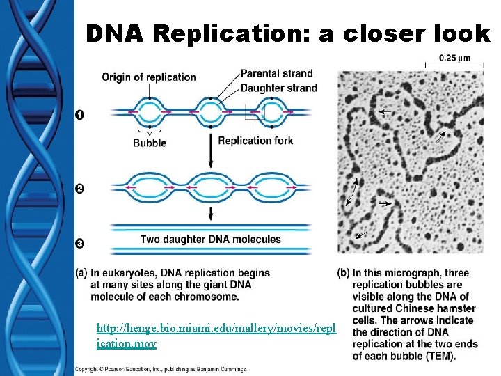 DNA Replication: a closer look http: //henge. bio. miami. edu/mallery/movies/repl ication. mov 
