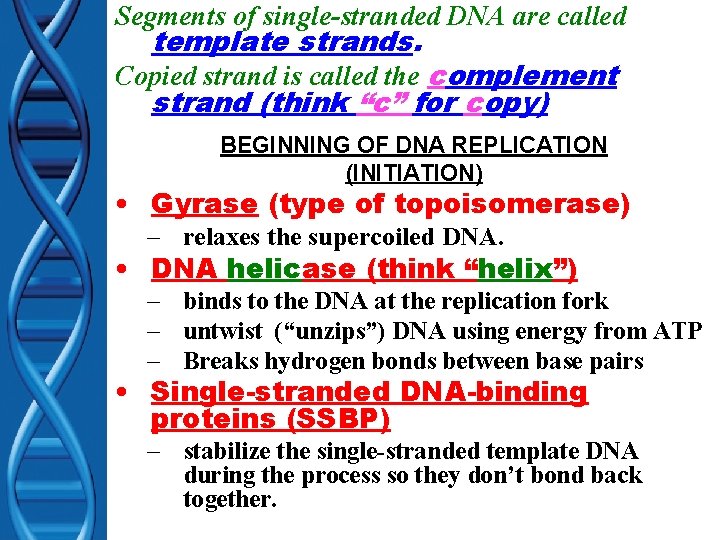 Segments of single-stranded DNA are called template strands. Copied strand is called the complement