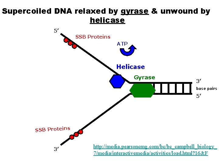 Supercoiled DNA relaxed by gyrase & unwound by helicase 5’ SSB Proteins ATP Helicase