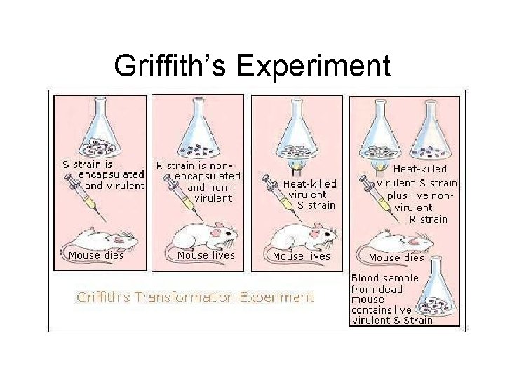Griffith’s Experiment 