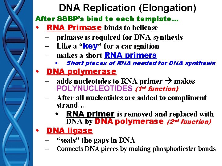 DNA Replication (Elongation) After SSBP’s bind to each template… • RNA Primase binds to