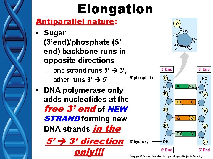 Elongation Antiparallel nature: • Sugar (3’end)/phosphate (5’ end) backbone runs in opposite directions –