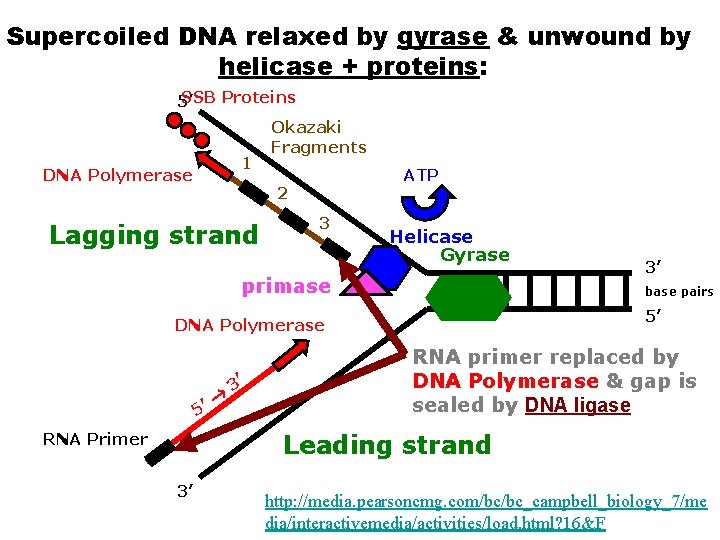 Supercoiled DNA relaxed by gyrase & unwound by helicase + proteins: SSB Proteins 5’