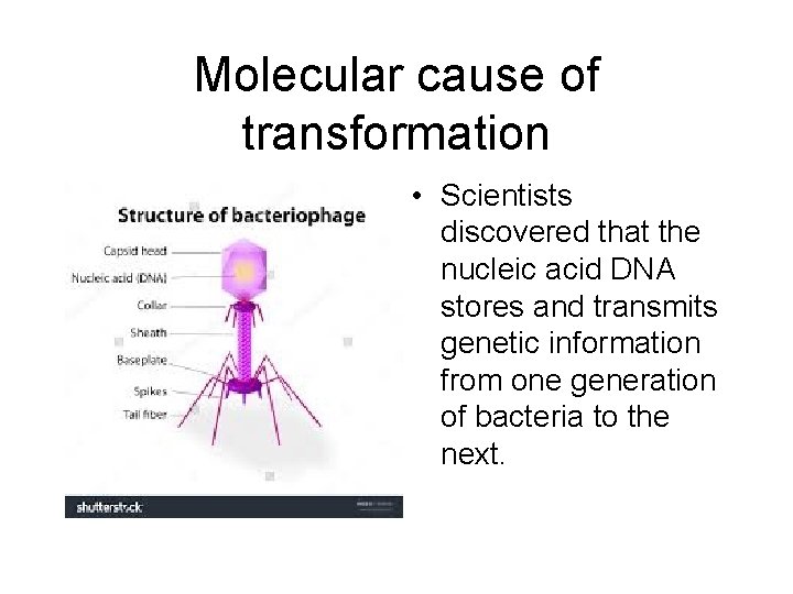 Molecular cause of transformation • Scientists discovered that the nucleic acid DNA stores and