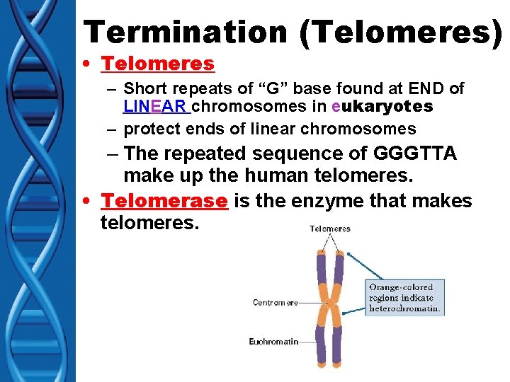 Termination (Telomeres) • Telomeres – Short repeats of “G” base found at END of