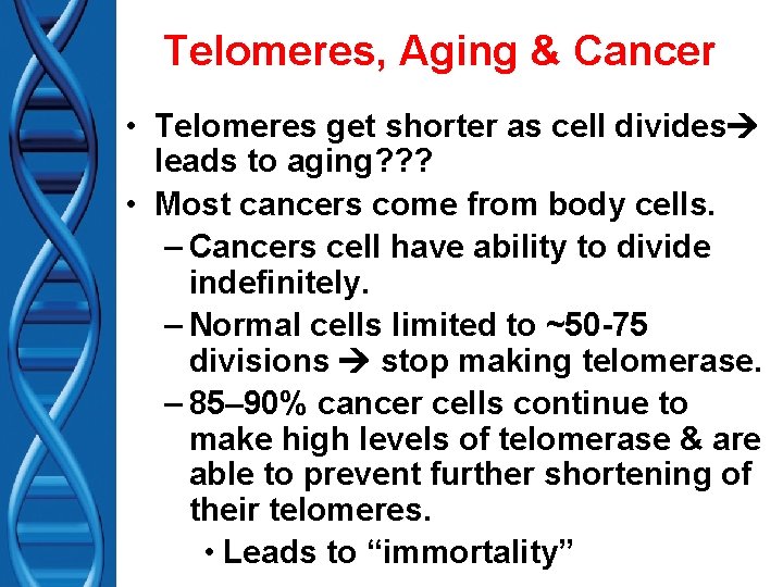 Telomeres, Aging & Cancer • Telomeres get shorter as cell divides leads to aging?