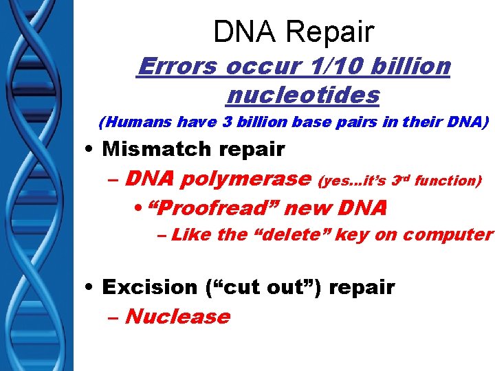 DNA Repair Errors occur 1/10 billion nucleotides (Humans have 3 billion base pairs in