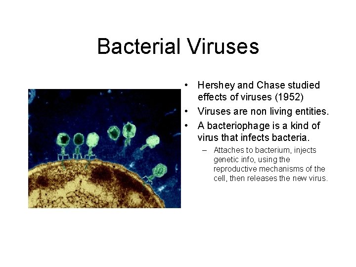 Bacterial Viruses • Hershey and Chase studied effects of viruses (1952) • Viruses are