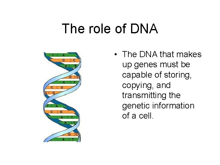The role of DNA • The DNA that makes up genes must be capable
