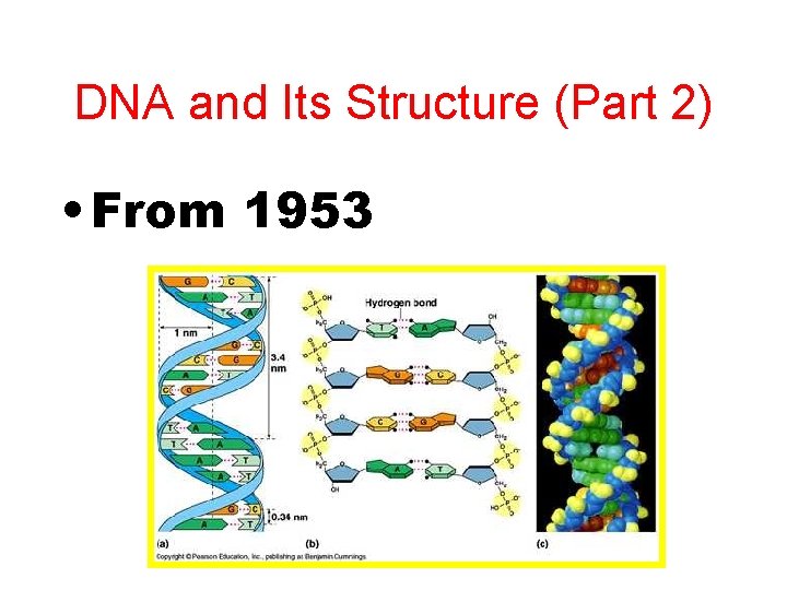 DNA and Its Structure (Part 2) • From 1953 