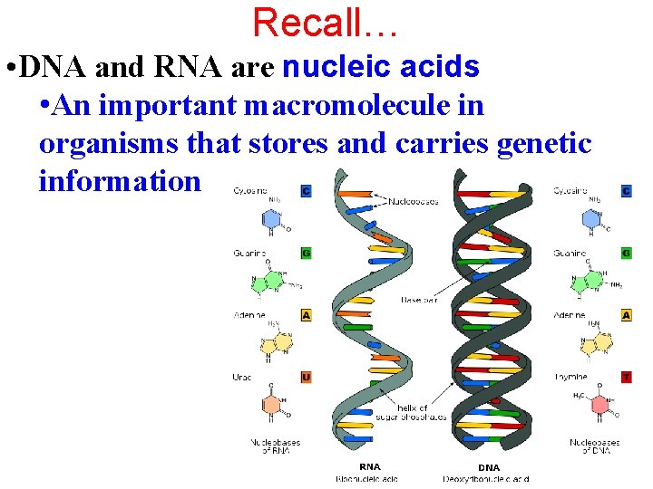 Recall… • DNA and RNA are nucleic acids • An important macromolecule in organisms