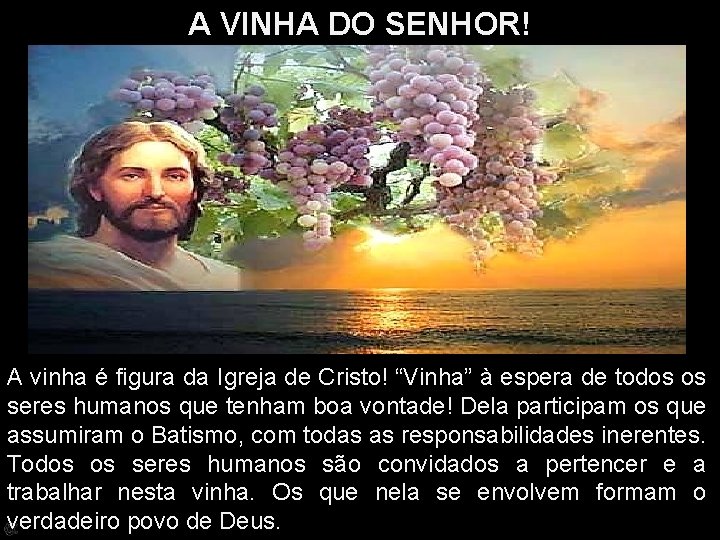 A VINHA DO SENHOR! A vinha é figura da Igreja de Cristo! “Vinha” à