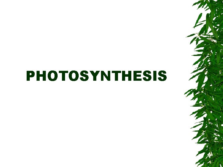 PHOTOSYNTHESIS 