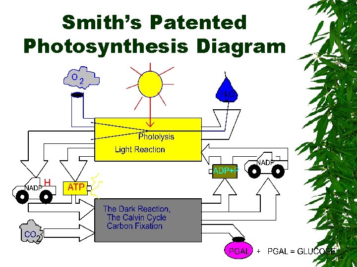 Smith’s Patented Photosynthesis Diagram 