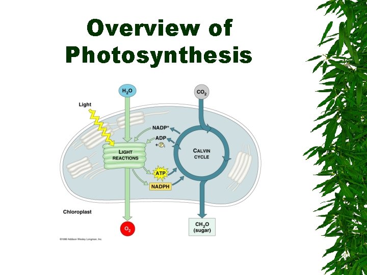 Overview of Photosynthesis 
