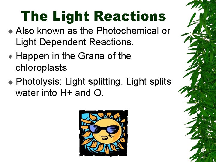 The Light Reactions Also known as the Photochemical or Light Dependent Reactions. Happen in