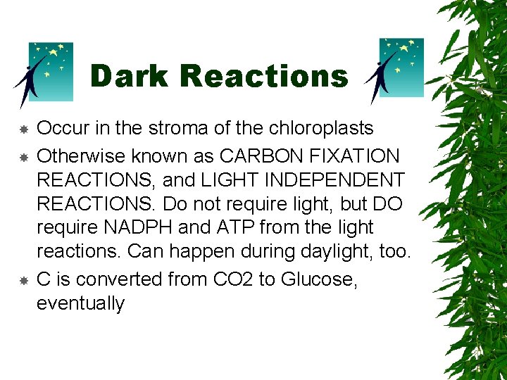 Dark Reactions Occur in the stroma of the chloroplasts Otherwise known as CARBON FIXATION