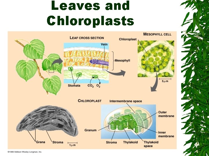 Leaves and Chloroplasts 