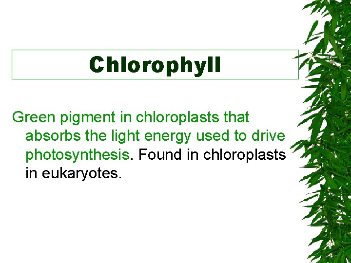Chlorophyll Green pigment in chloroplasts that absorbs the light energy used to drive photosynthesis.