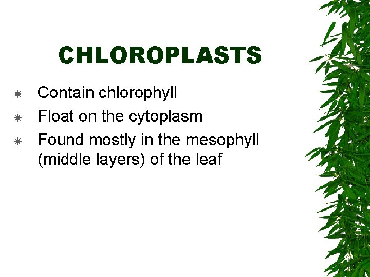 CHLOROPLASTS Contain chlorophyll Float on the cytoplasm Found mostly in the mesophyll (middle layers)