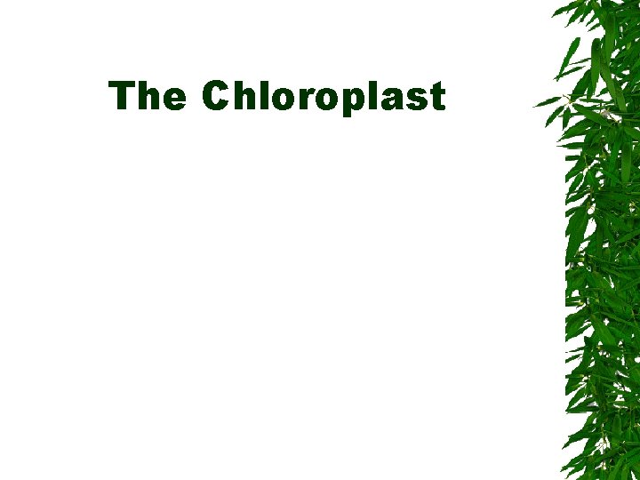 The Chloroplast 