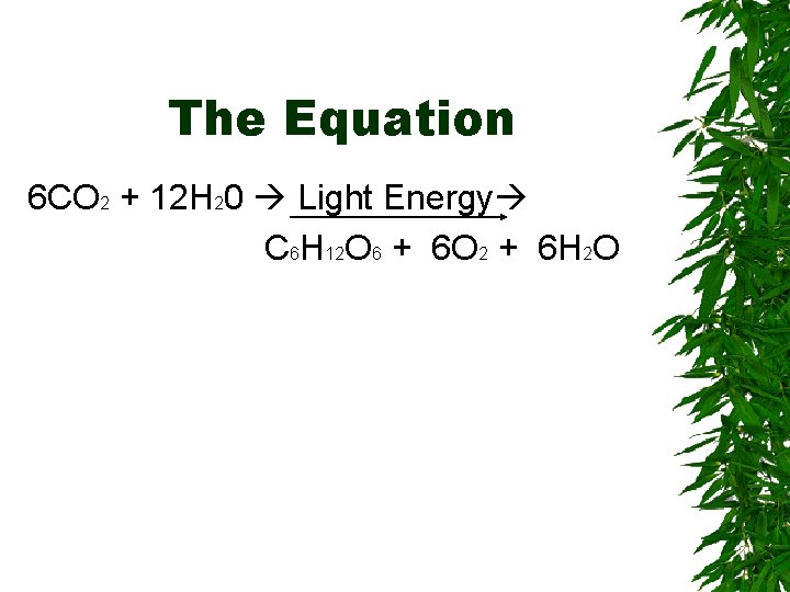 The Equation 6 CO 2 + 12 H 20 Light Energy C 6 H