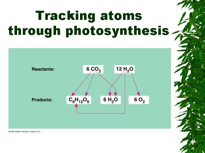 Tracking atoms through photosynthesis 