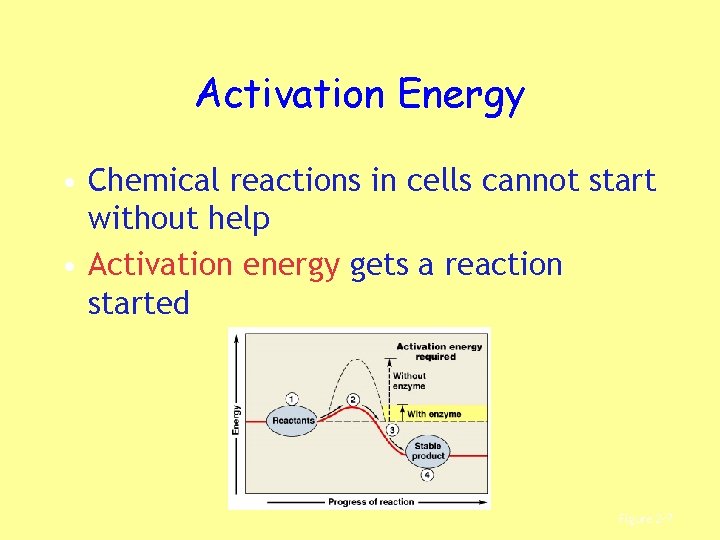 Activation Energy • Chemical reactions in cells cannot start without help • Activation energy