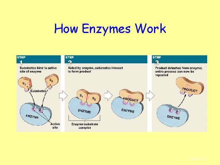How Enzymes Work Figure 2– 21 