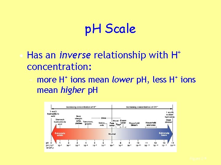 p. H Scale • Has an inverse relationship with H+ concentration: – more H+