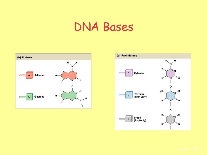 DNA Bases Figure 2– 22 b, c 