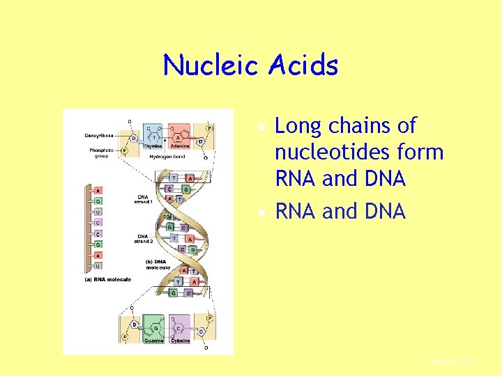 Nucleic Acids • Long chains of nucleotides form RNA and DNA • RNA and