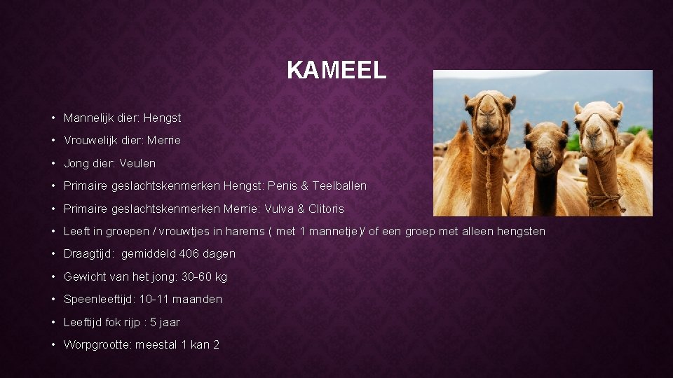 KAMEEL • Mannelijk dier: Hengst • Vrouwelijk dier: Merrie • Jong dier: Veulen •