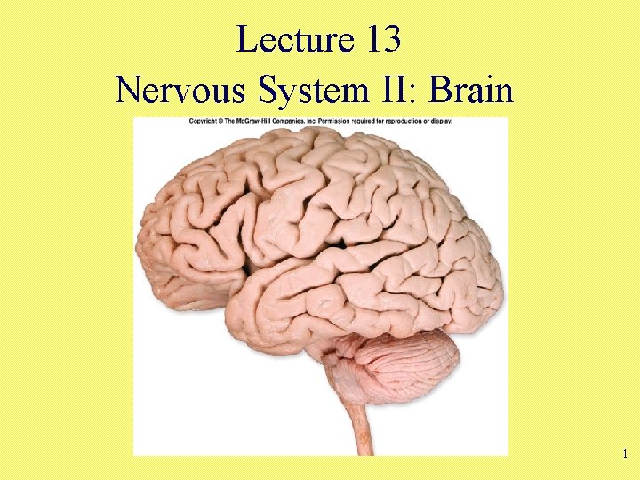 Lecture 13 Nervous System II: Brain 1 